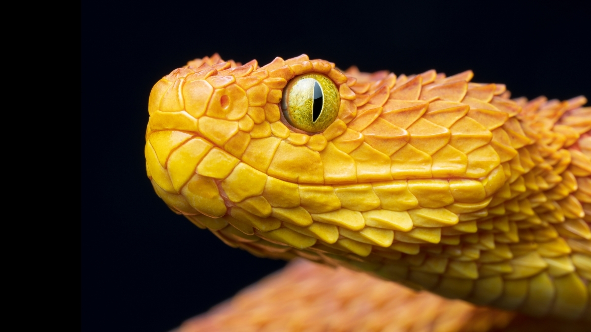 Slow-Motion Video Shows Snake Bites Live You've Never Seen Them Before : ScienceAlert