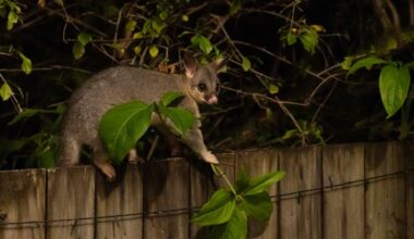 “You’ve got to kill them faster than they can reproduce”: New Zealand has an ambitious plan to eradicate invasive animals – and they need the public’s help