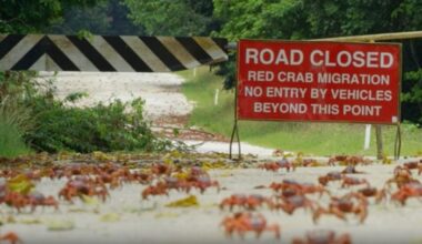 Up to 100 million crabs swarm and begin marching on a remote Australian island every year – and nothing will stop them from finding a mate