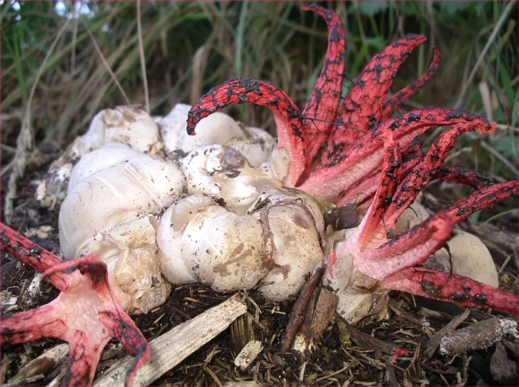 Octopus stinkhorn eggs
