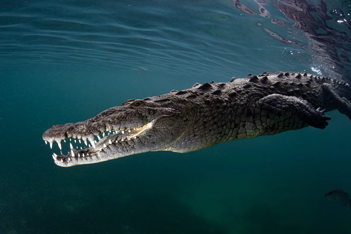 Crocodile in Jardines de la Reina, Cuba