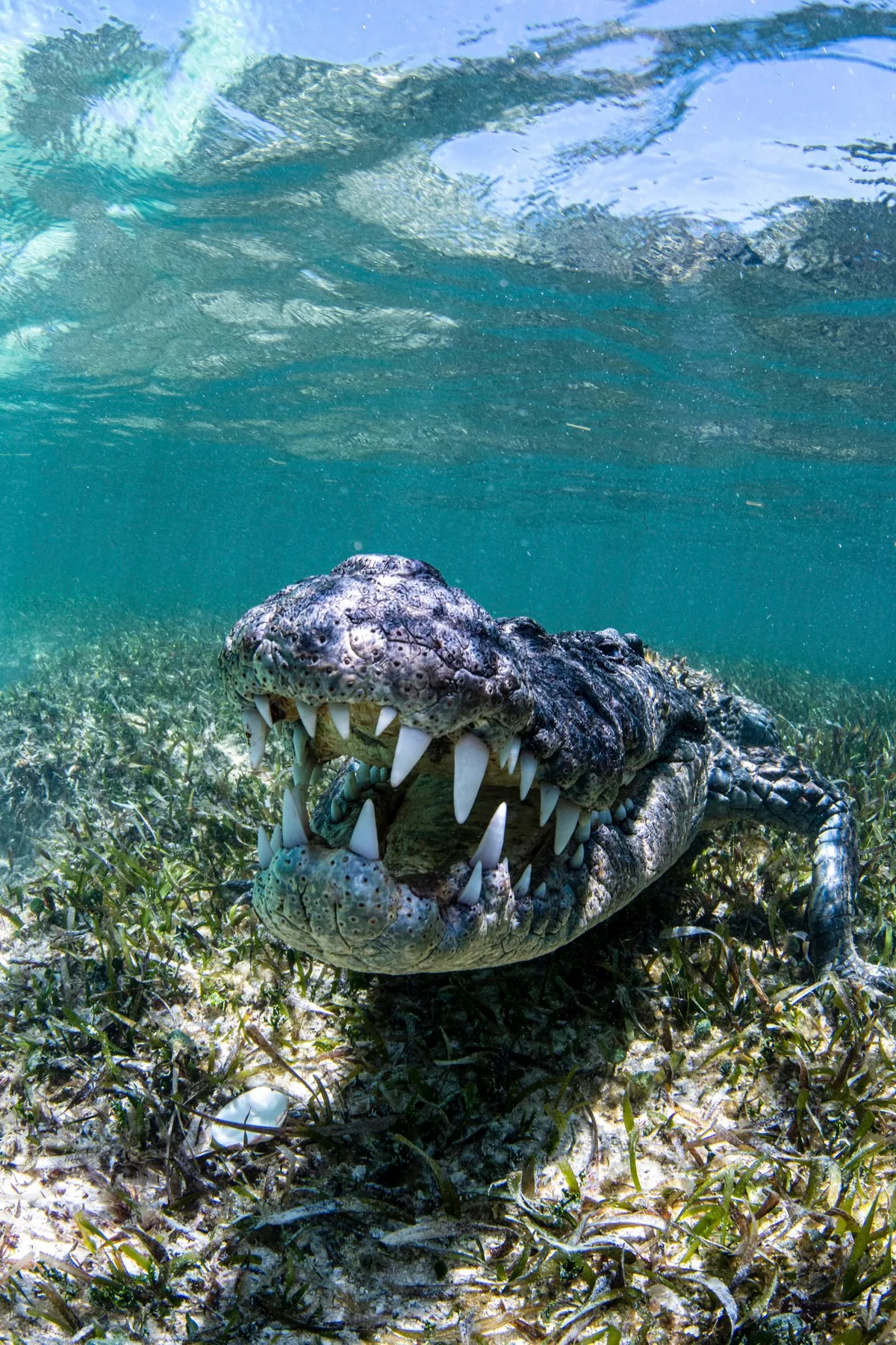 crocodile