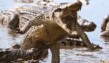Staggering crocodile photos reveal just how ferocious these apex predators can be