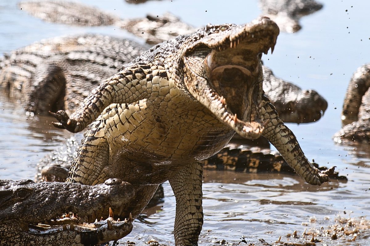 Staggering crocodile photos reveal just how ferocious these apex predators can be