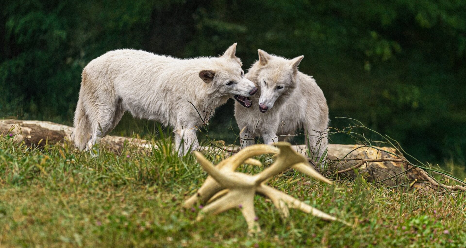 The Dire Wolf's Future: What De-Extinction Looks Like Years from Now