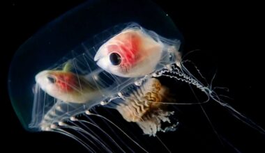 Diver drops into Caribbean Sea at night, then tentacled animal rises from depths with unusual things inside it