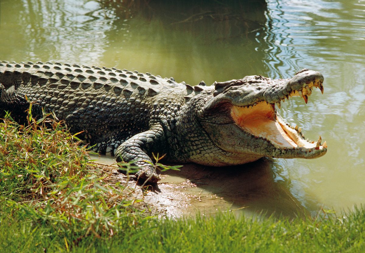 Can a human outrun a crocodile?