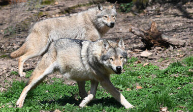 A grassy area with two grey wolves on it, both trotting from left to right.
