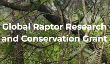 Global Raptor Research and Conservation Grant - Apply Before 15 January 2026