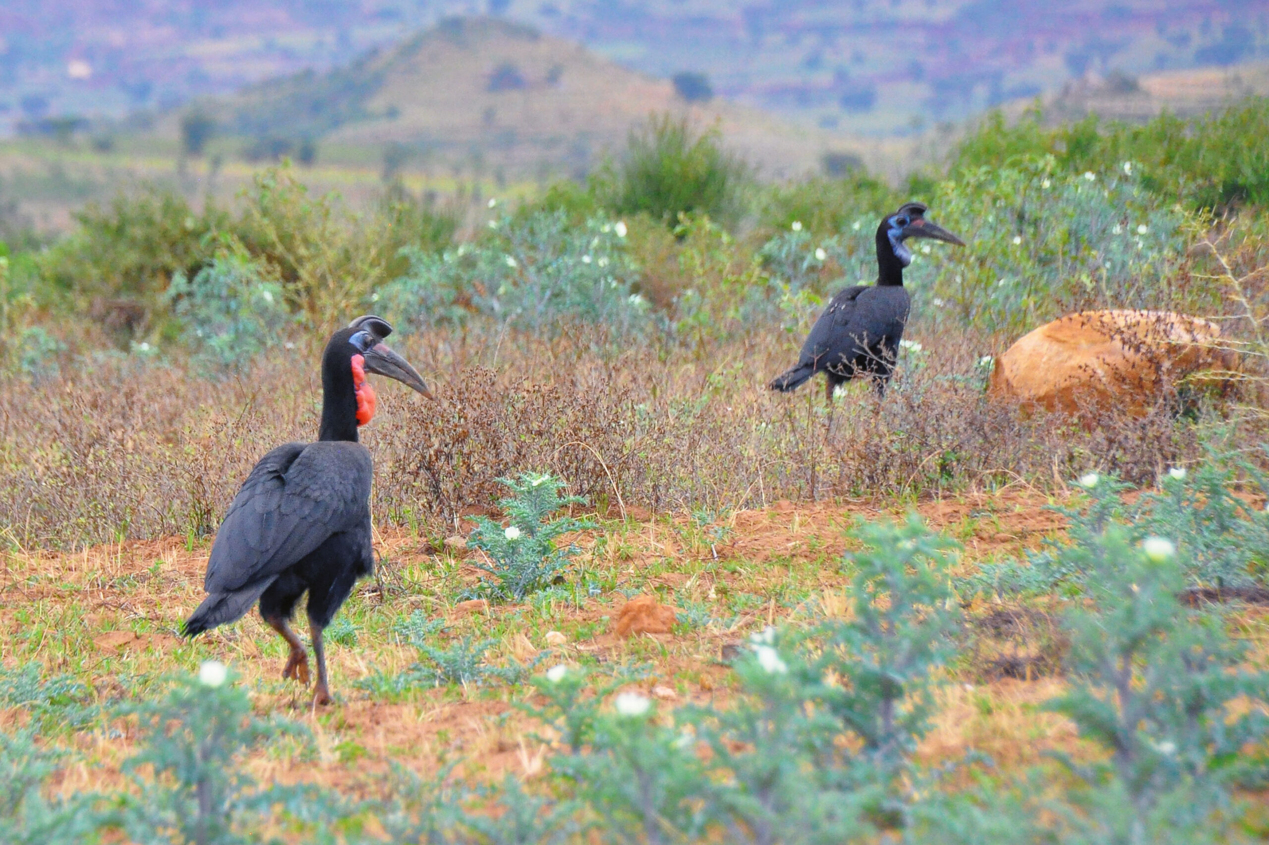Recent research shows the trade of Abyssinian Ground Hornbills (Bucorvus abyssinicus) has increased, with nearly 75 birds seized or offered for sale in Turkey, Dubai, the Netherlands, and the US since 2022. 