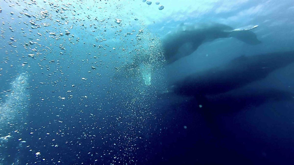 “Talk about a once in a lifetime experience.” See amazing moment 8 massive whales surprise divers on the Great Barrier Reef