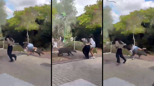 Wild boars charge into northern Israel school, injuring two students