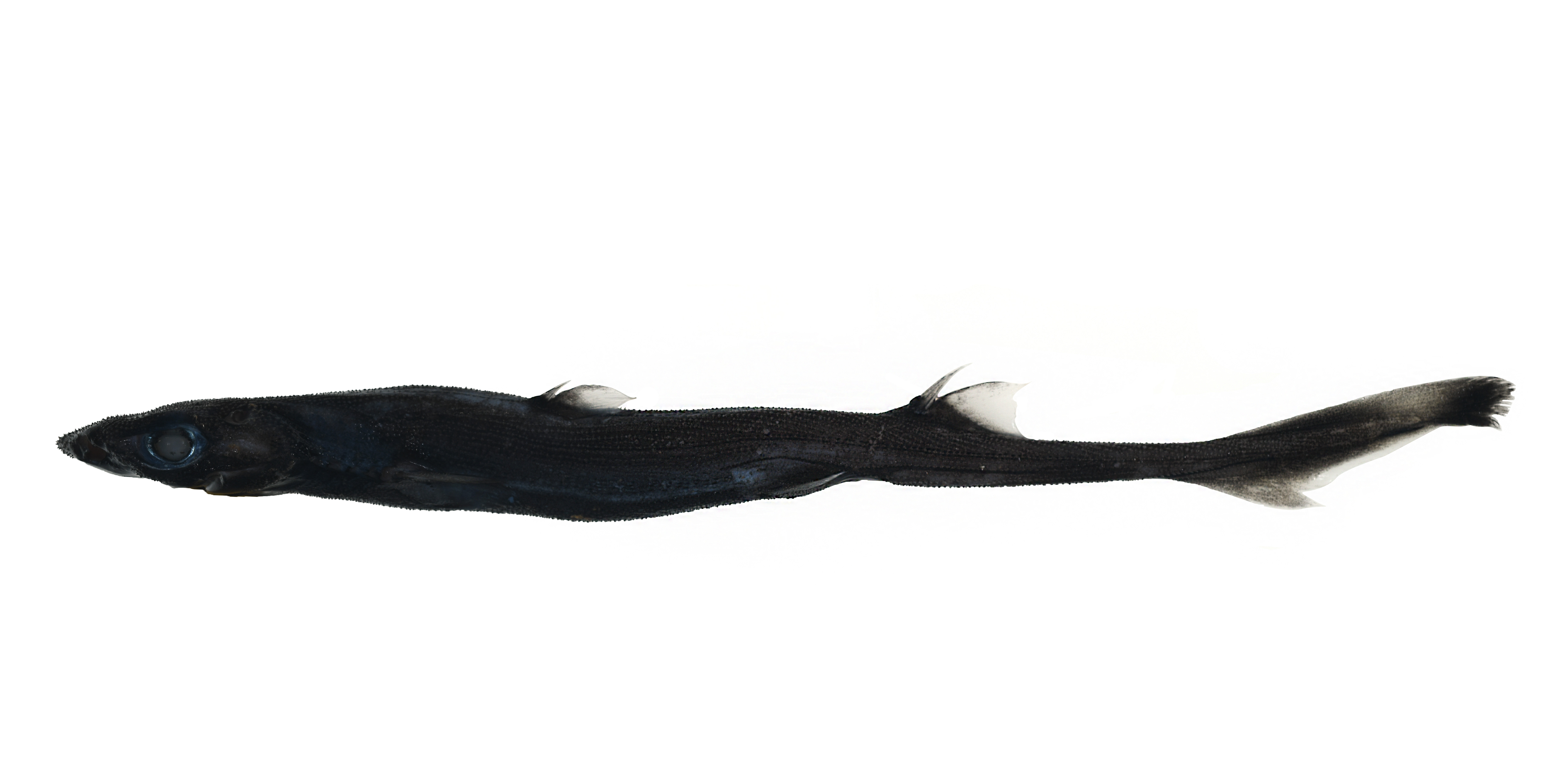 Long slender black small shark species on a white background. 