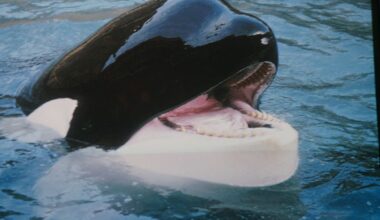 Free Willy: When Hollywood’s most famous orca was rescued from captivity he vanished into the ocean – But what happened next?