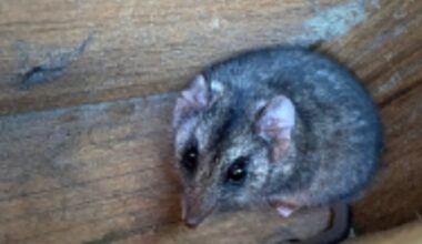 Mysterious and endangered KI critters 'accidentally' found – in possum boxes - News