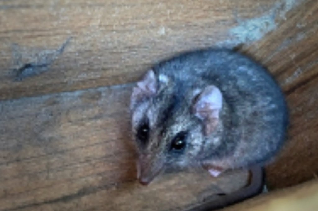 Mysterious and endangered KI critters 'accidentally' found – in possum boxes - News