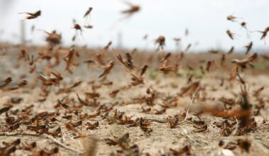 In 1875, 12.5 trillion animals engulfed the Rocky Mountains. Is ‘Albert’s swarm’ the largest wildlife gathering ever?