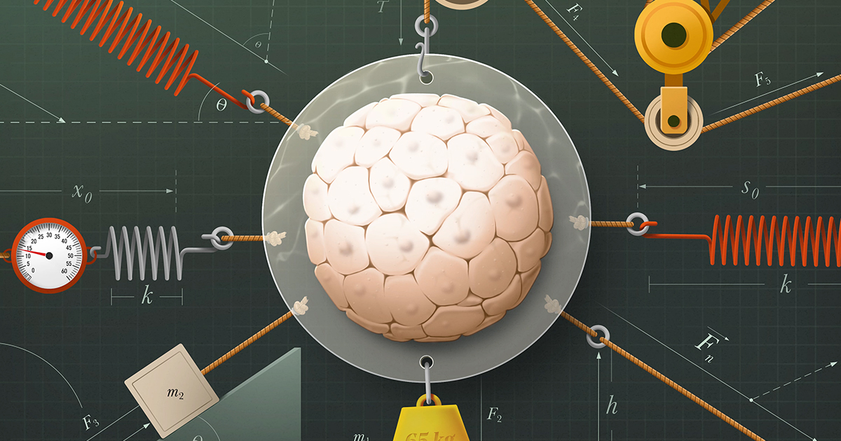 Genes Have Harnessed Physics to Help Grow Living Things