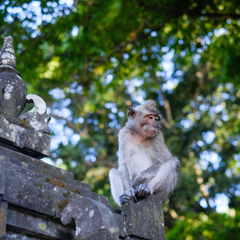 Monkey at Bali Monkey Forest