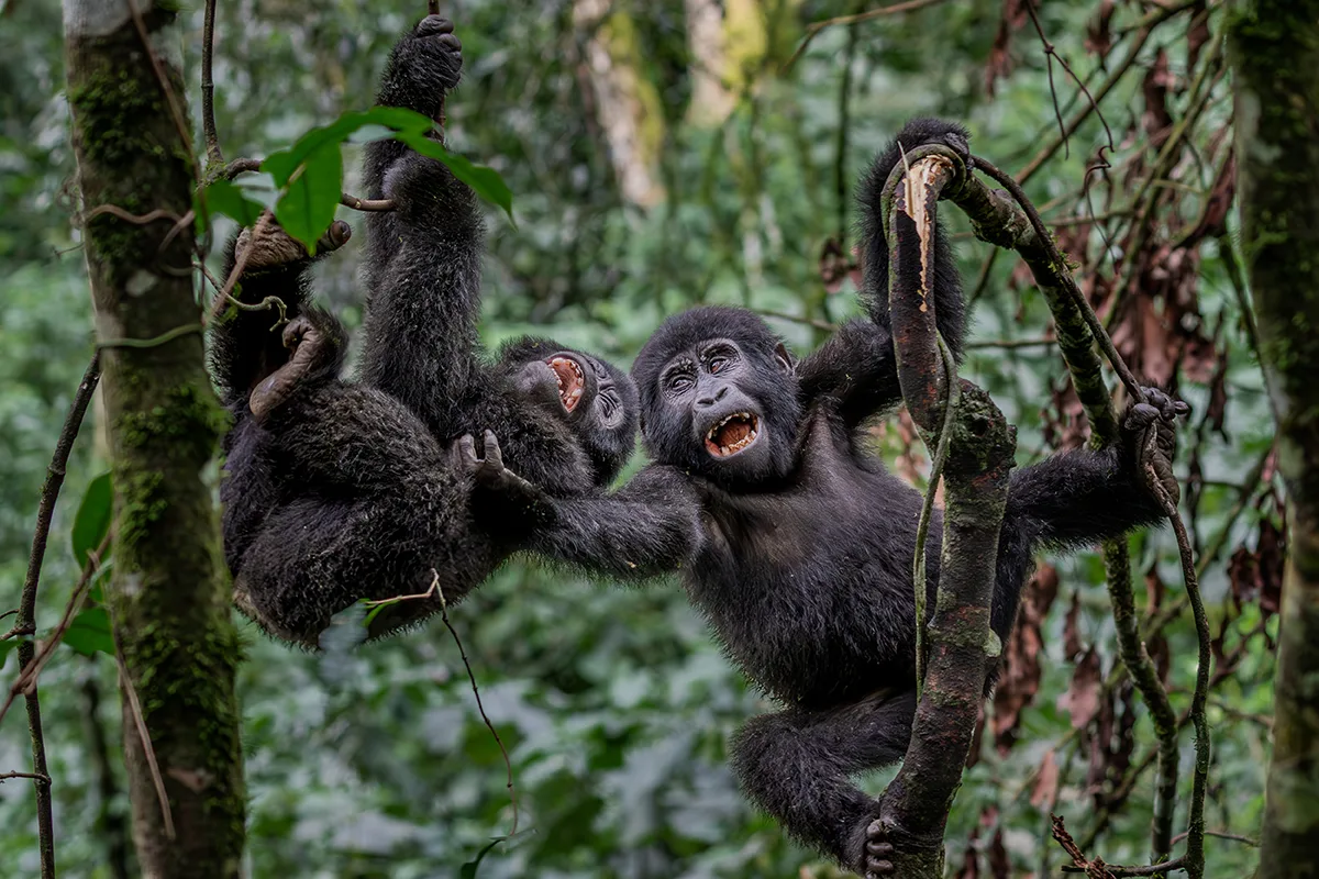 Baby gorillias tickling in trees.