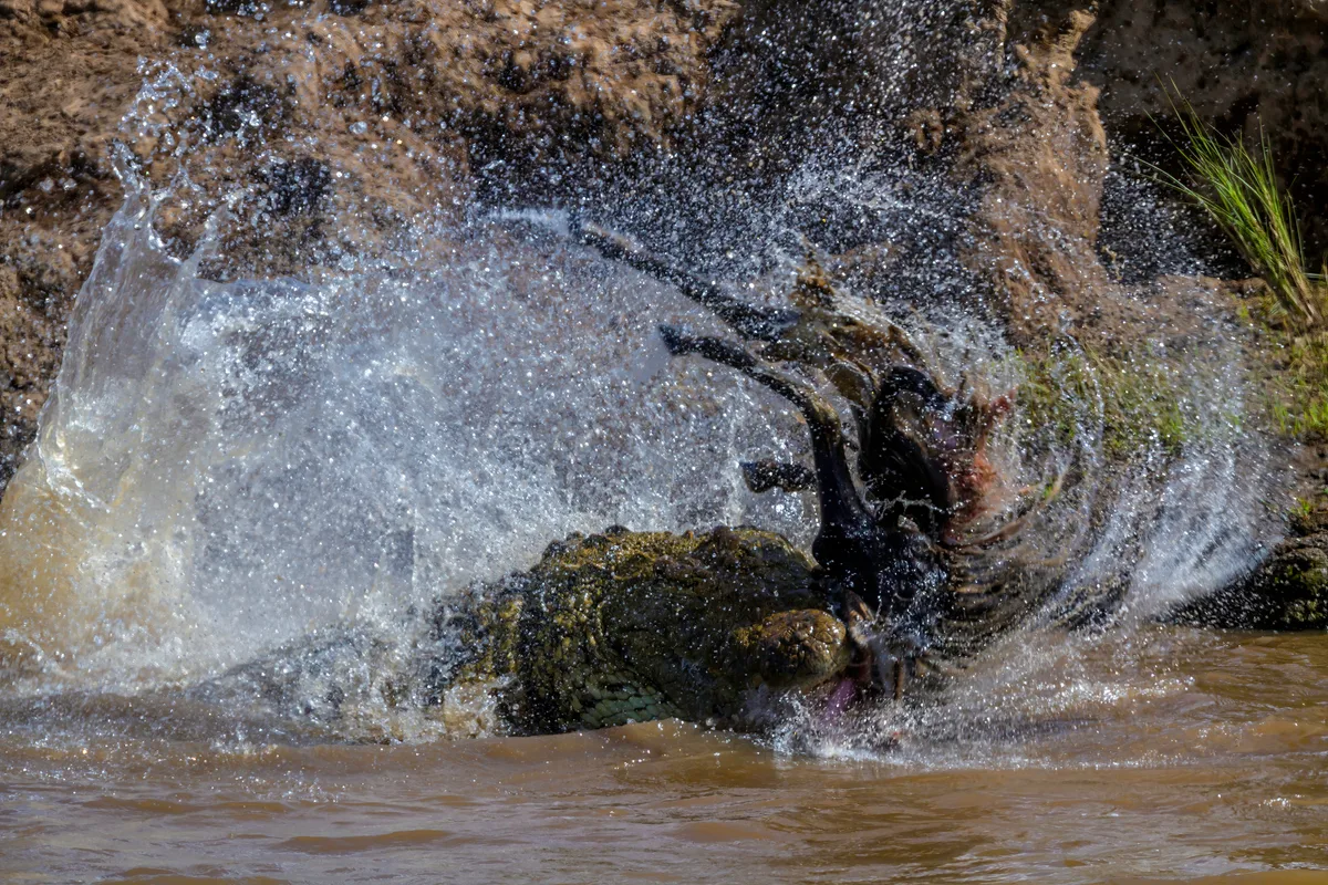 Nile crocodile in the Maasai Mara