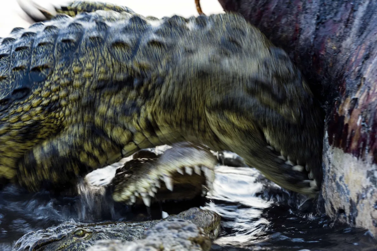 Nile crocodiles feeding on hippo