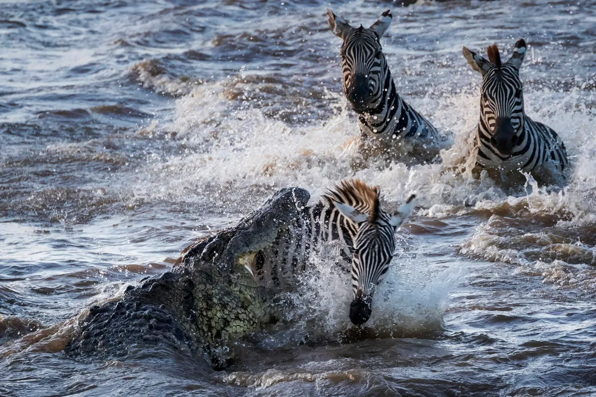 Nile crocodile launches an attack on Zebra crossing the Mara River in Kenya