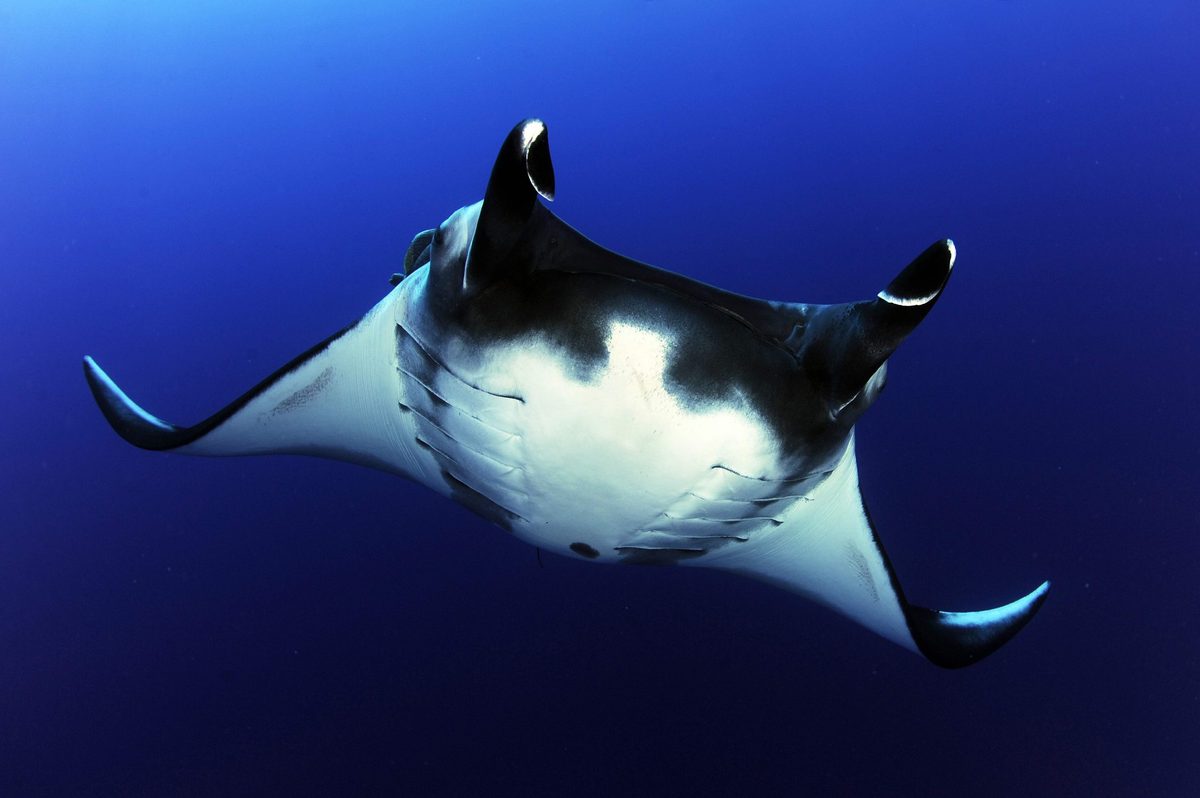 When researchers tracked 24 giant manta rays into the deep, they discovered an amazing new behaviour