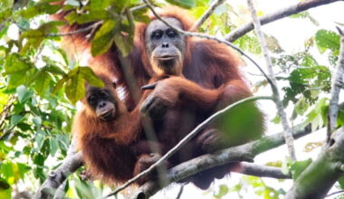 New cluster of Tapanuli orangutans discovered in Sumatra peat swamp