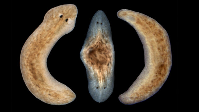 Flatworm Spontaneously Develops Head at Both Ends And It Gets Much Weirder