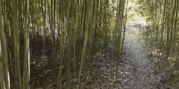 Exploring a bamboo forest using the Hyperscape app on Meta Quest 3