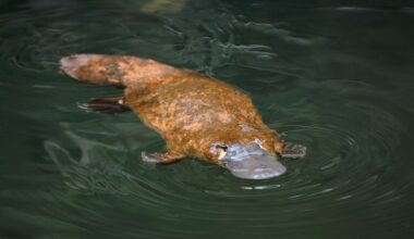 Game on in the fight to ban platypus 'death traps'