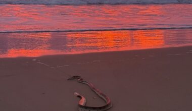 Photo of the day: sunrise snake