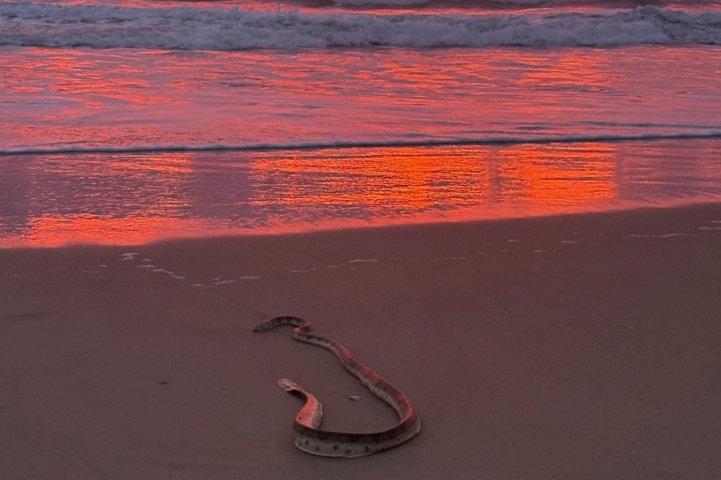 Photo of the day: sunrise snake