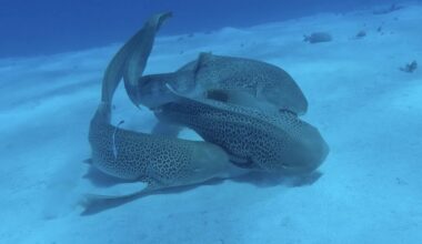 Coast researcher films rare leopard sharks mating