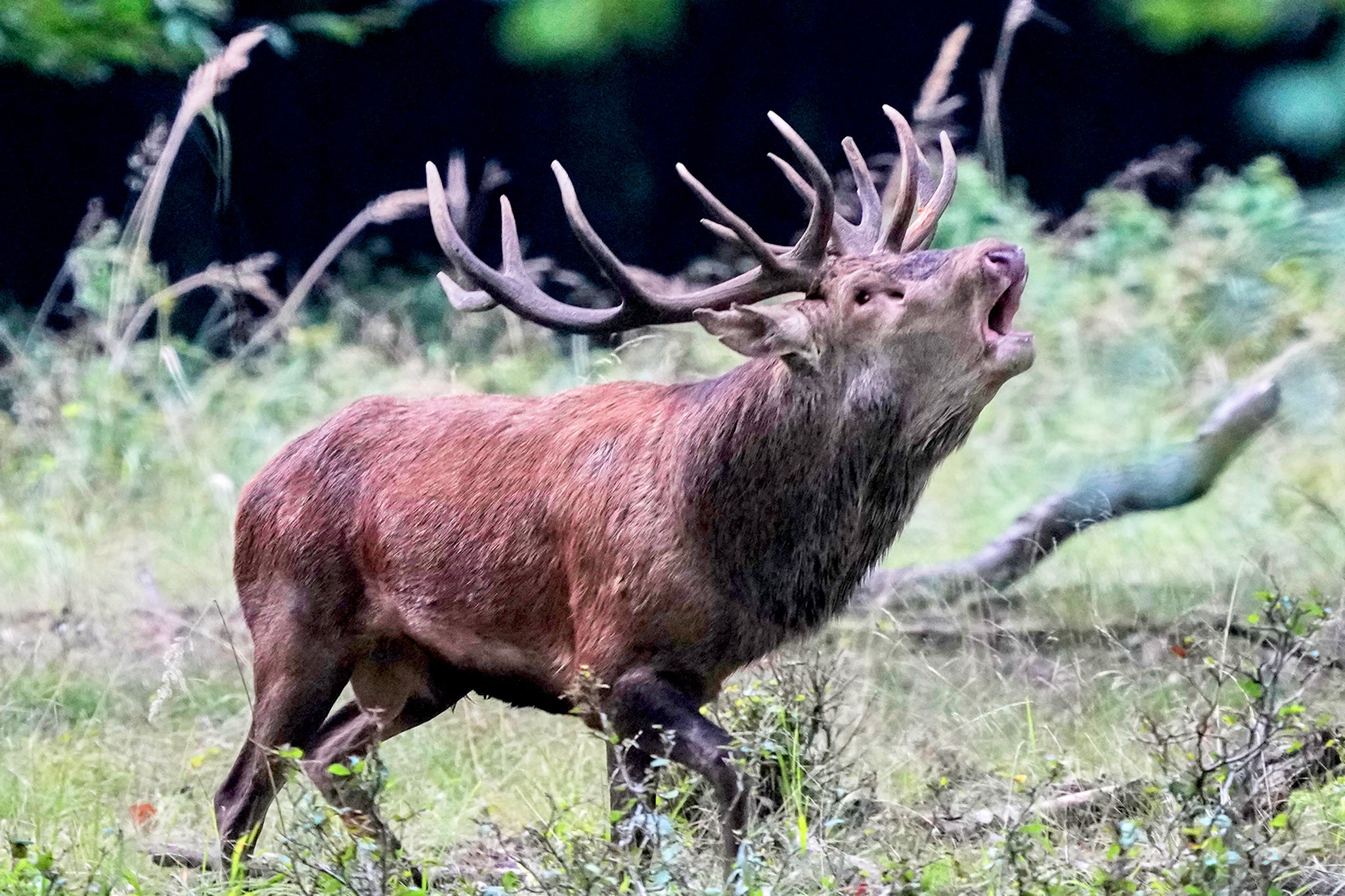 Male mammals have elaborate and energetic mating rituals, such as stags crashing antlers, often resulting in injury and shorter lives