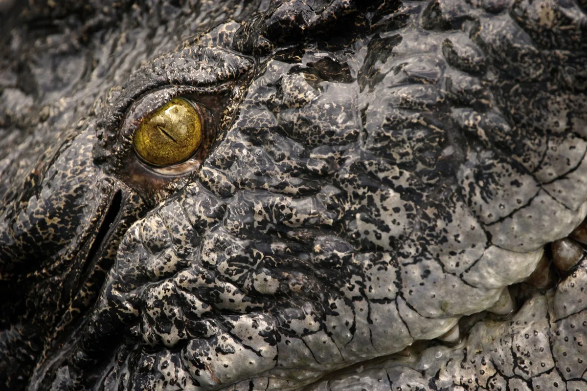 Saltwater crocodile eye