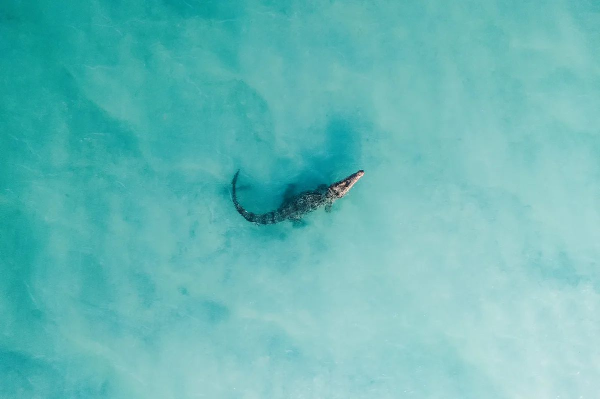 Saltwater crocodile in Australia