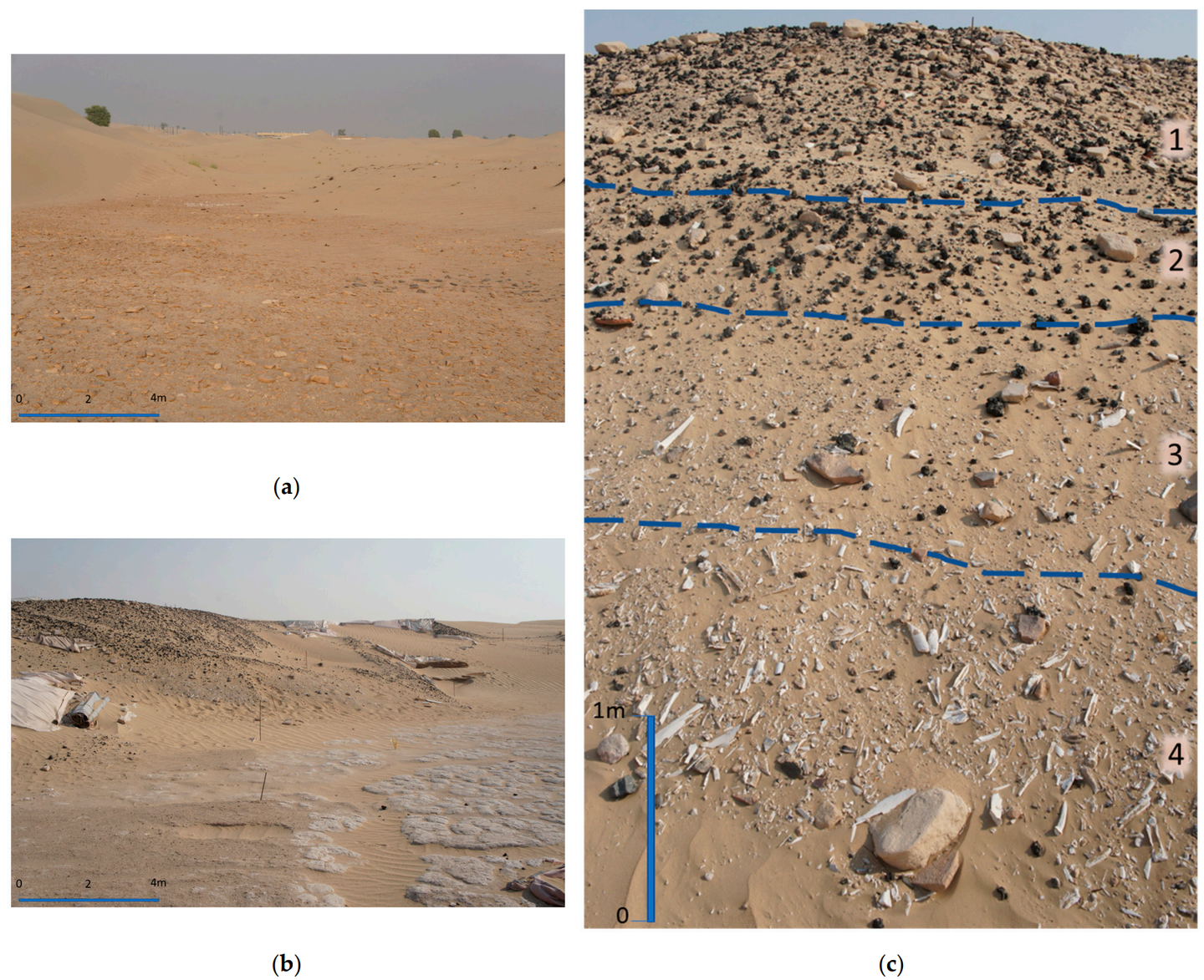 The basic stratigraphy of the study area consisting of the geological bedrock of the Barzaman Formation and the overlying longitudinal dune ridges. Prosopis cineraria trees, also known as Ghaf, can be seen in the interdunal area The basic stratigraphy of the study area consisting of the geological bedrock of the Barzaman Formation and the overlying longitudinal dune ridges. Prosopis cineraria trees, also known as Ghaf, can be seen in the interdunal area