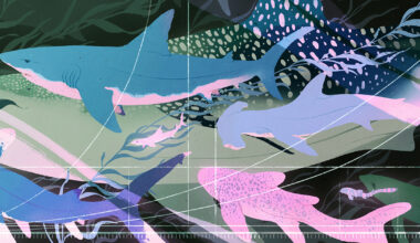 Shark Data Suggests Animals Scale Like Geometric Objects