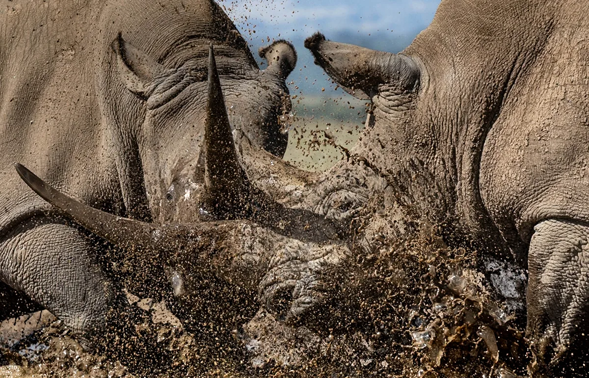 Rhino horns clashing in mud spray.