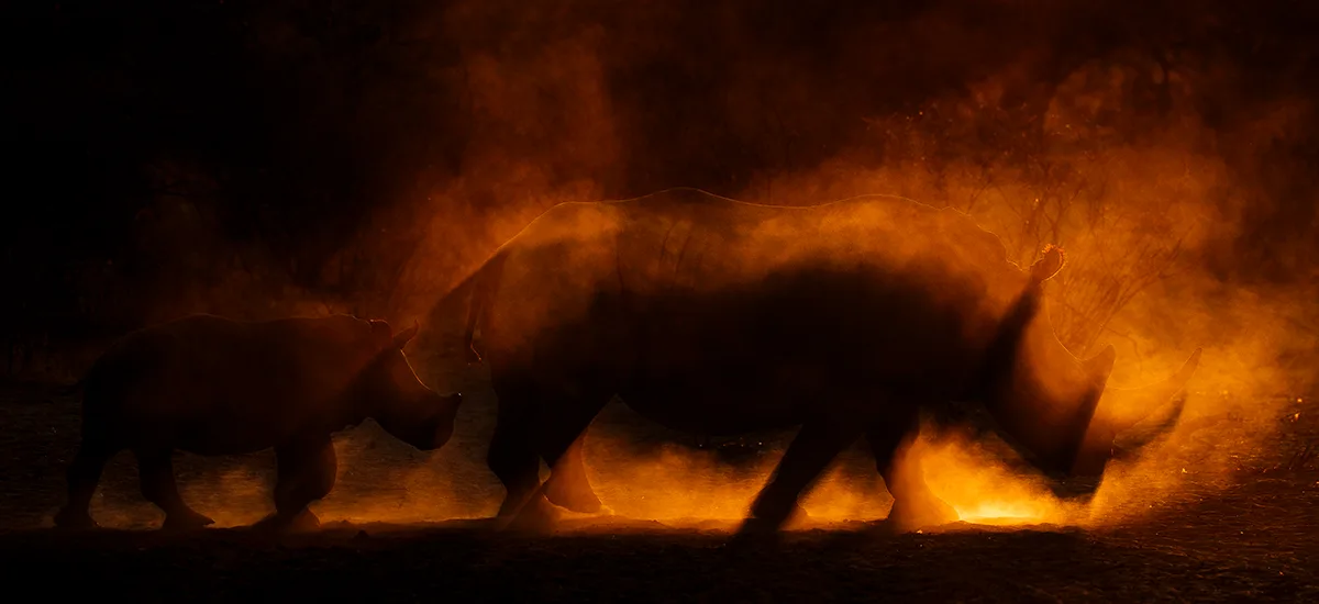 Rhino mother and calf.