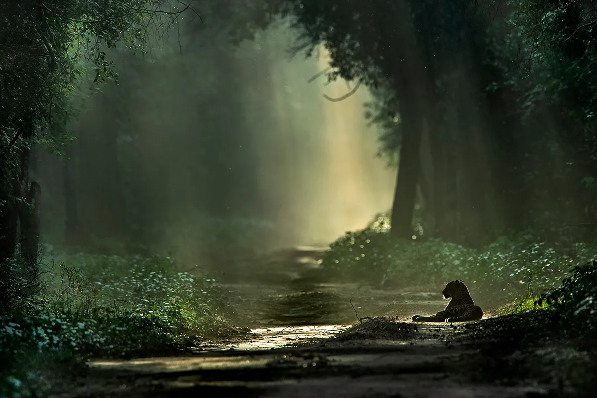 Sitting Leopard silhouette in forest.