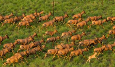 Bor communities urged to protect wildlife