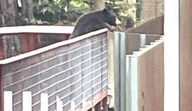 Wild Bear That Snuck Into Zoo Found Visiting Other Bears