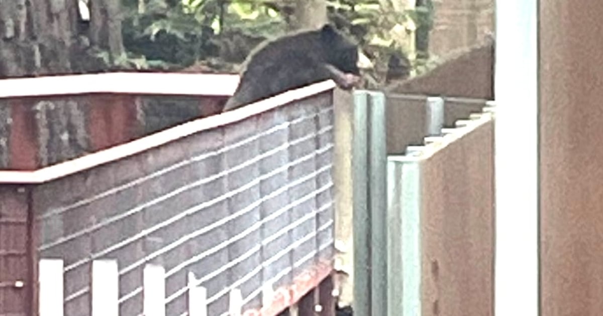 Wild Bear That Snuck Into Zoo Found Visiting Other Bears