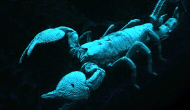 Consider the scorpions