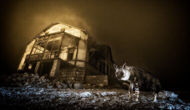 A haunting scene of a brown hyena in front of a long-abandoned building.
