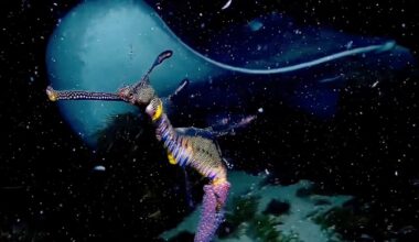 Night diver has "shock of lifetime" as immense animal swims out of darkness in Australia