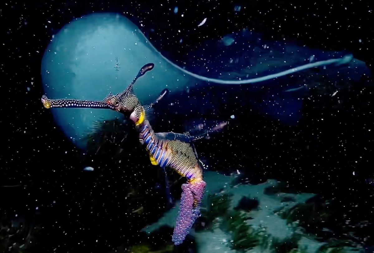 Night diver has "shock of lifetime" as immense animal swims out of darkness in Australia